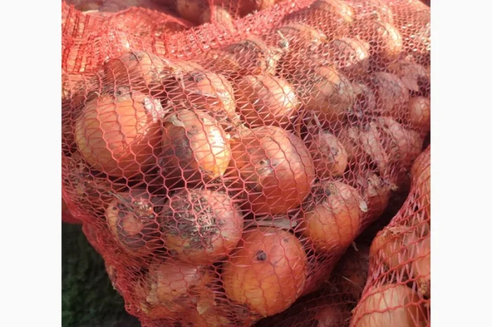 Цибуля суха оптом- фото № 5