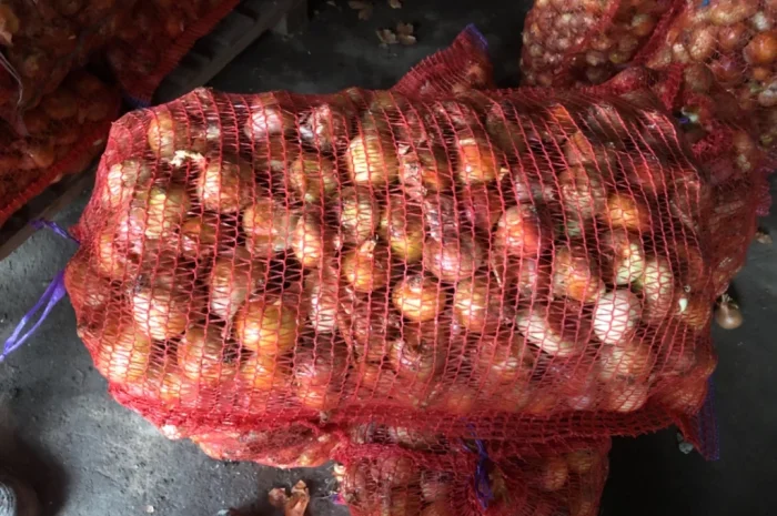 Лук сорт Штутгарт на продажу- фото № 1