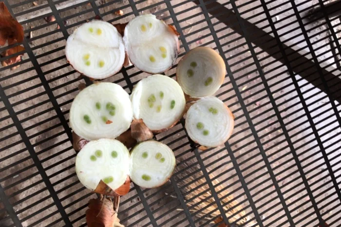 Лук сорт Штутгарт на продажу- фото № 2