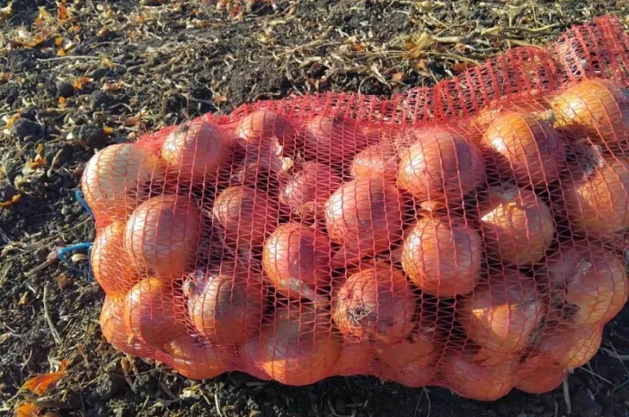 Продаж великої цибулі 8+- фото № 1