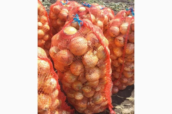 Продажа молодой цибулі- фото № 1