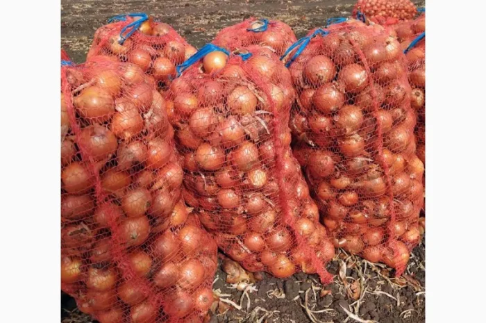 Покупка цибулі Дерек в обсягах- фото № 1