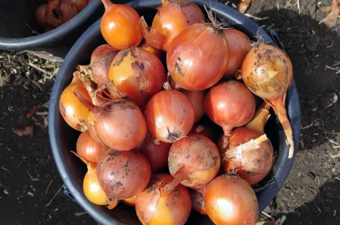 Покупка цибулі Дерек в обсягах- фото № 2