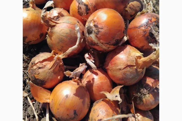 Продаж цибулі Дерек- фото № 1