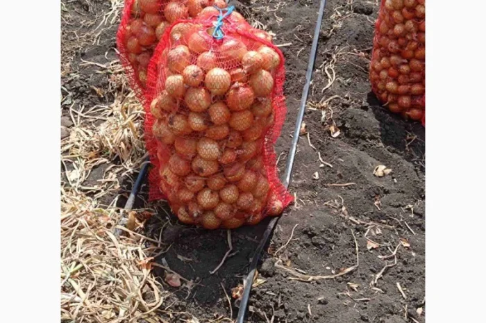 Продажа цибулі в Красивському- фото № 3