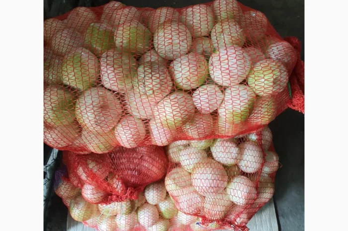 Цибуля чищена для переробки- фото № 1