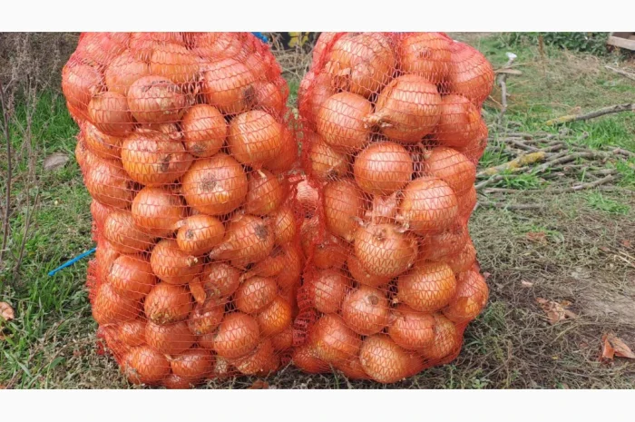 Продаж цибулі Медуза, ціна 3,5грн- фото № 3