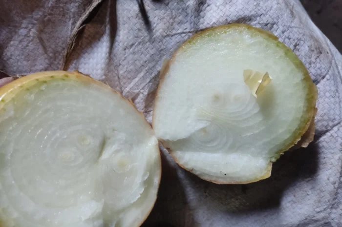 Якісна цибуля на перо Штутгарт- фото № 1