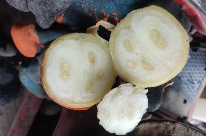 Якісна цибуля на перо Штутгарт- фото № 2