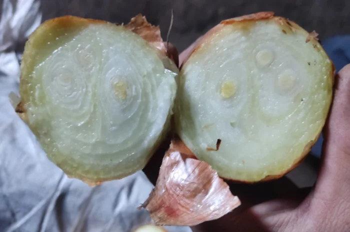 Якісна цибуля на перо Штутгарт- фото № 3