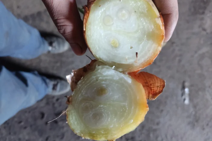 Якісна цибуля на перо Штутгарт- фото № 4