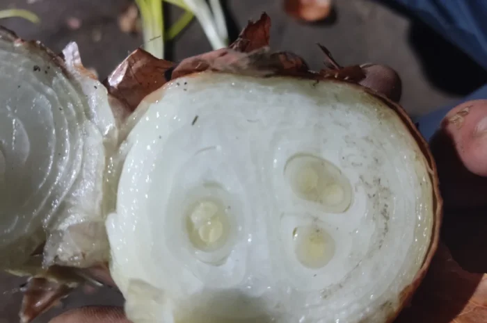 Продаж цибулі на перо- фото № 1