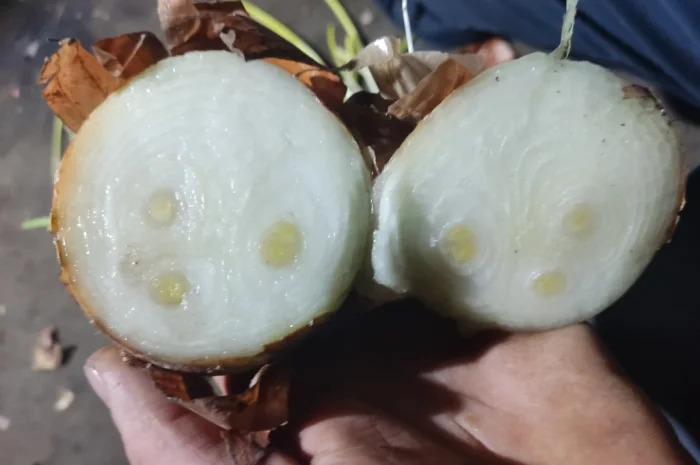 Продаж цибулі на перо- фото № 2