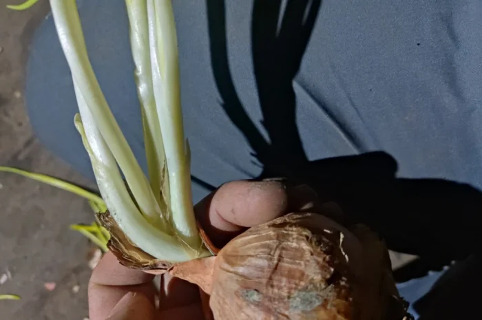 Продаж цибулі на перо- фото № 3