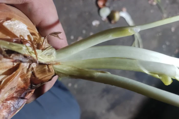 Продаж цибулі на перо- фото № 4