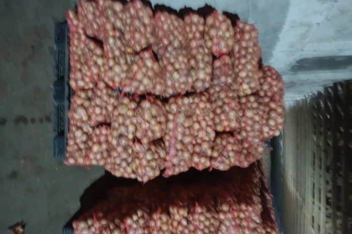 Продаж цибулі на перо- фото № 5