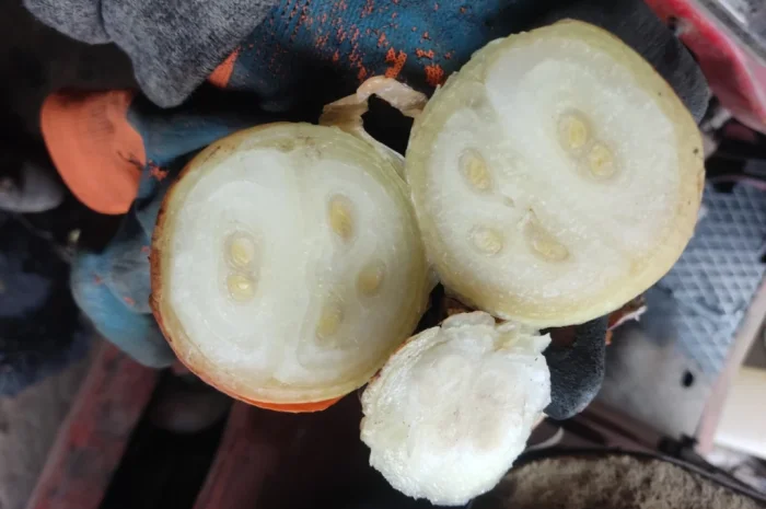 Продаж цибулі на перо- фото № 6