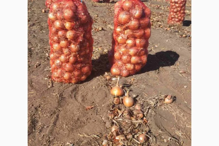 Продаж цибулі гібриду Банко- фото № 1