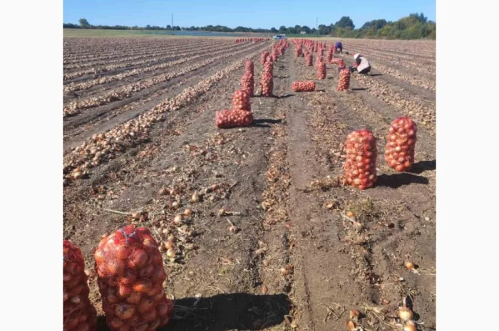 Продаж цибулі гібриду Банко- фото № 3