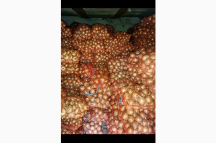 Продаж цибулі медуза- фото № 1