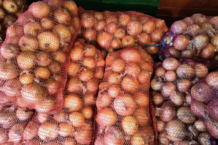 Продажа ріпчастої цибулі оптом- фото № 1