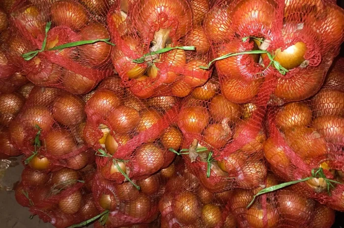 Продажа ріпчастої цибулі оптом- фото № 2