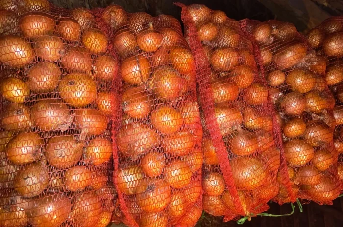 Продажа ріпчастої цибулі оптом- фото № 3