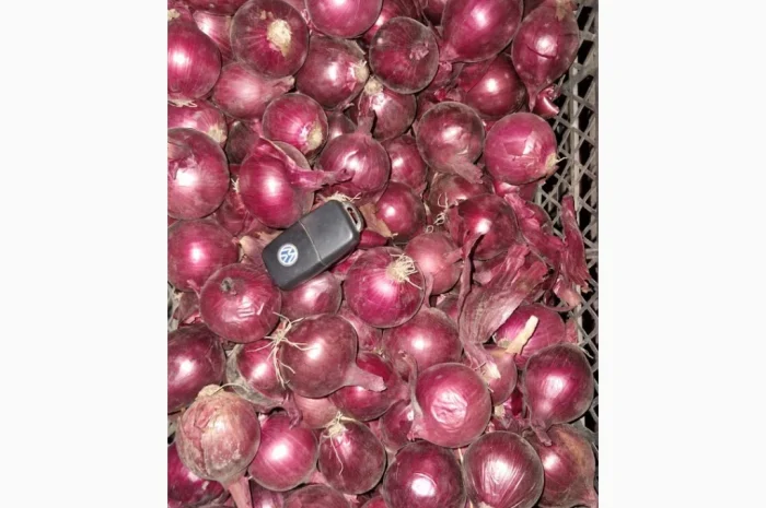 Продажа цибулі синьої марс Фракція 3-5см- фото № 1