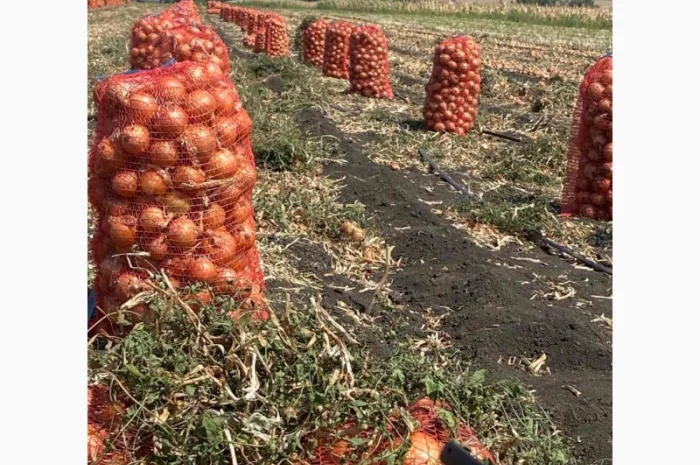 Продажа цибулі фракція 5-7- фото № 2