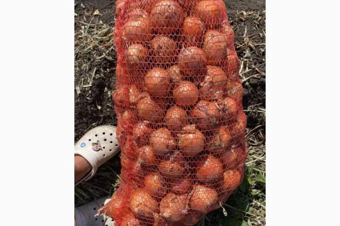 Продажа цибулі фракція 5-7- фото № 3