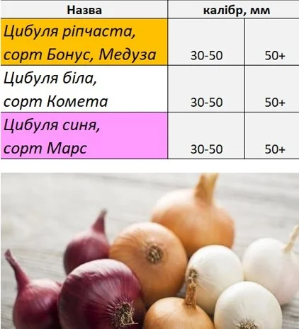 Продаж цибулі білої та червоної в Гладківщина- фото № 1