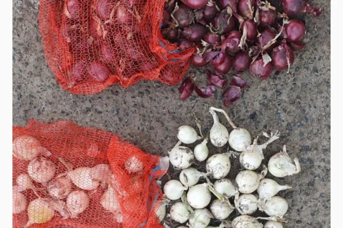 Продаж цибулі білої та червоної в Гладківщина- фото № 3