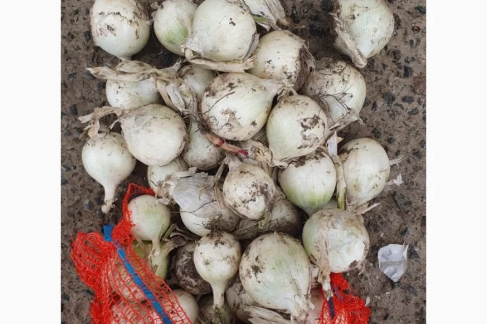 Продаж цибулі білої та червоної в Гладківщина- фото № 4