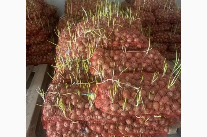 Цибуля на перо, діаметр 3-5 см на продаж- фото № 1