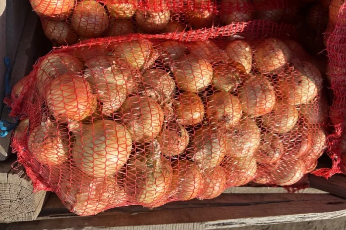 Продаж цибулі сорту Медуза- фото № 1