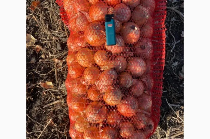 Продаж цибулі сорту Медуза- фото № 3