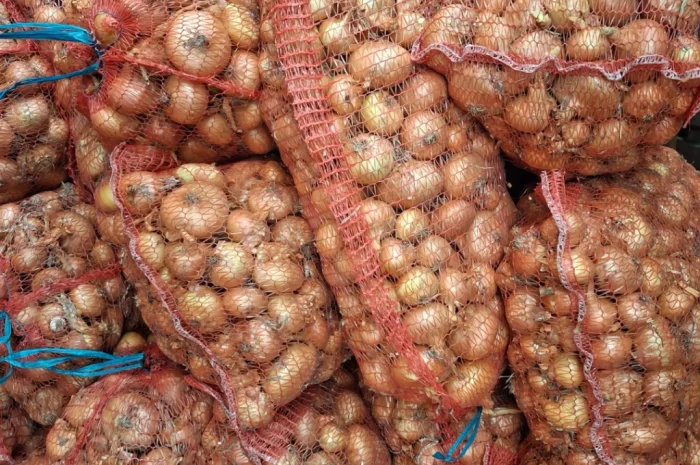 Продажа цибулі Штутгартен- фото № 1