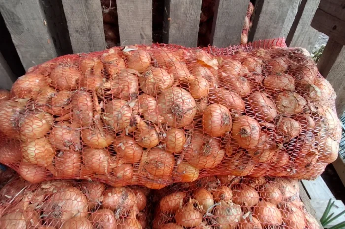 Продажа цибулі Штутгартен- фото № 2