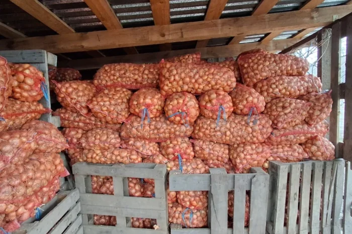 Продажа цибулі Штутгартен- фото № 3