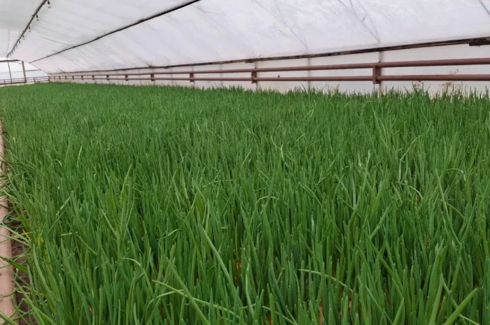 Продажа цибулі Штутгартен- фото № 4