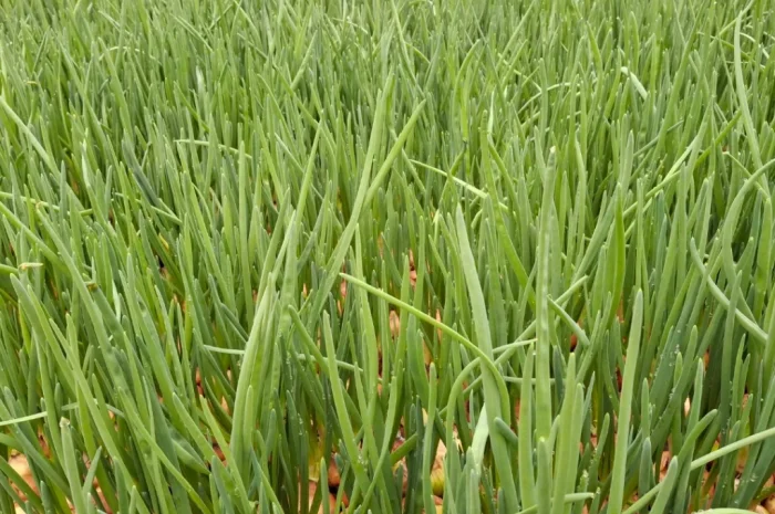 Продажа цибулі Штутгартен- фото № 5