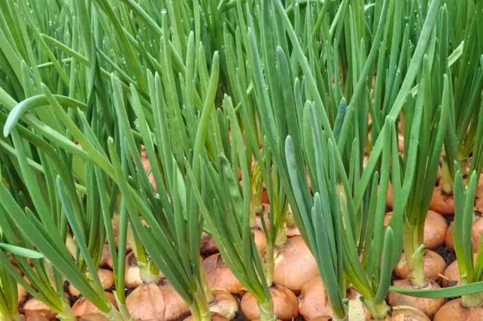 Продажа цибулі Штутгартен- фото № 6