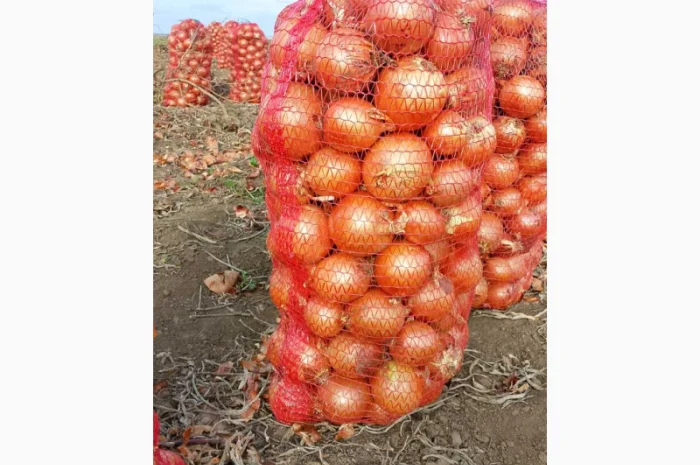 Продаєм лук сорту Дерек F1. Без передоплати.- фото № 1