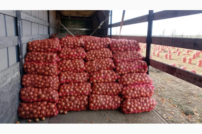 Продаєм лук сорту Дерек F1. Без передоплати.- фото № 3