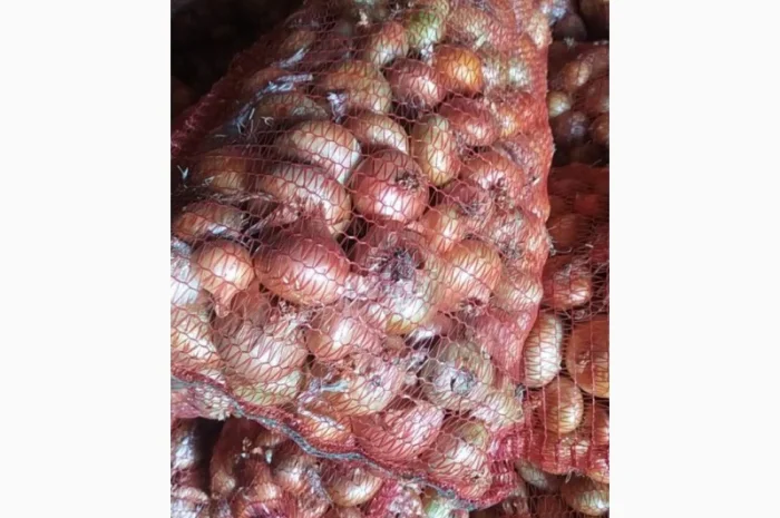 Лук штудгарт 4-6 на продажу- фото № 1