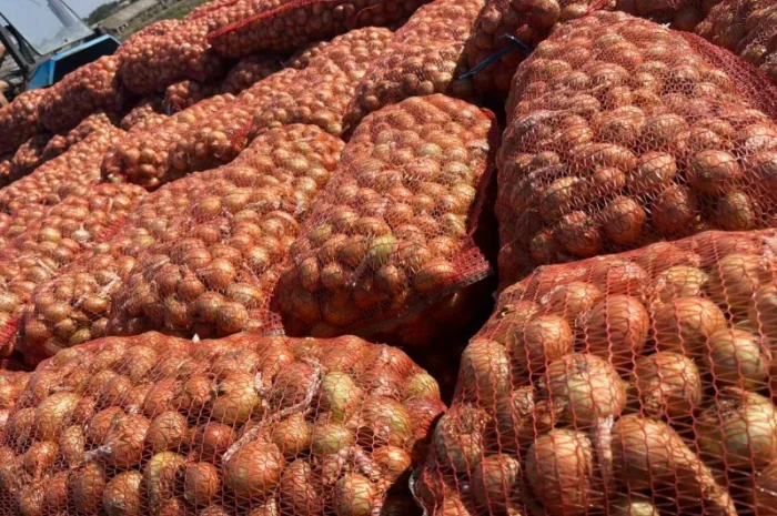 Лук штудгарт 4-6 на продажу- фото № 2