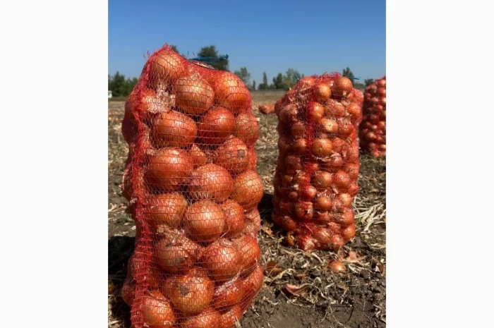 Цибуля оптом з складу Медуза- фото № 1