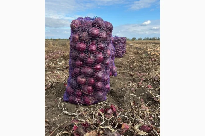 Продаю червону цибулю оптом- фото № 2