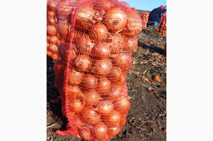 Продаю цибулю 5 тонн- фото № 2