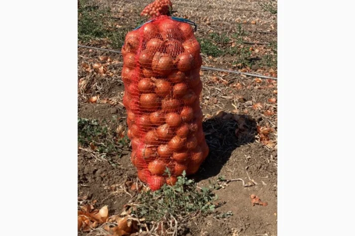 Продаж лука сорту Манас F1- фото № 2